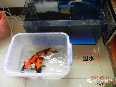 喂龍魚的蝦怎么消毒：喂食龍魚時，蝦的消毒是非常重要的一步，以下幾種蝦消毒方法