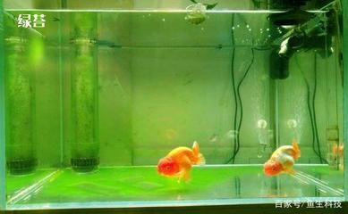 龍魚缸擺放位置的光線：關于龍魚缸擺放位置的光線考慮因素