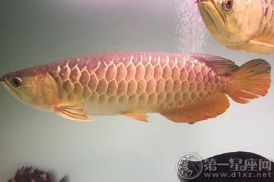 金龍魚系列產(chǎn)品有什么好處和壞處（金龍魚系列產(chǎn)品的好處和壞處）
