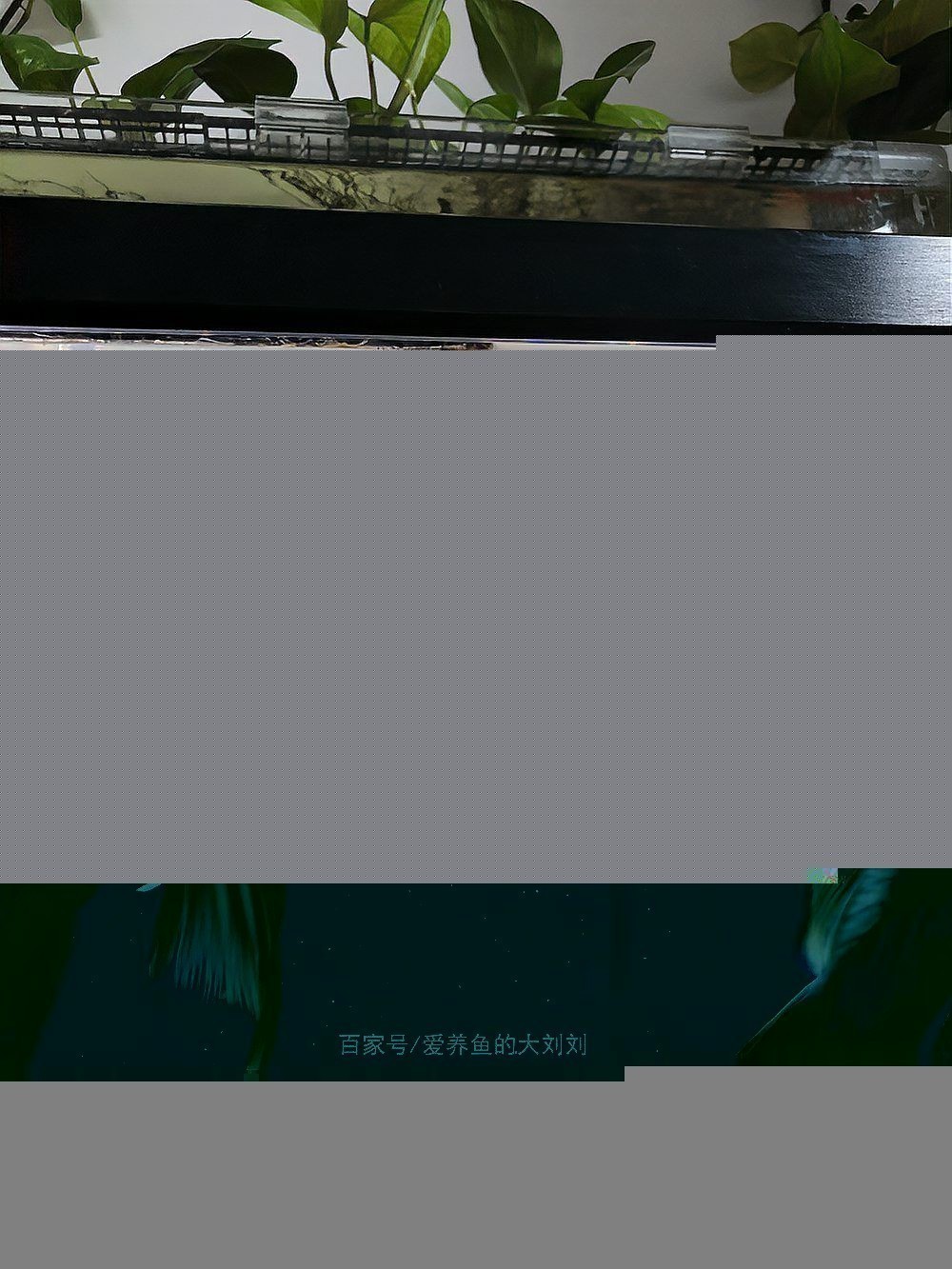 龍鳳鯉魚長什么樣