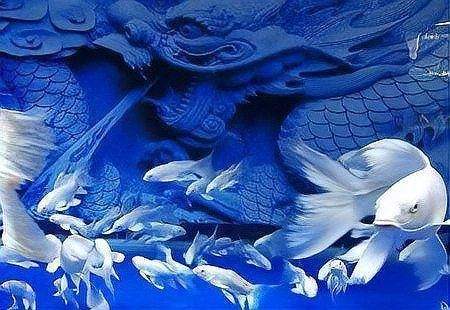 龍鳳鯉魚長什么樣