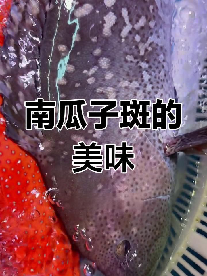 藍瓜子石斑魚