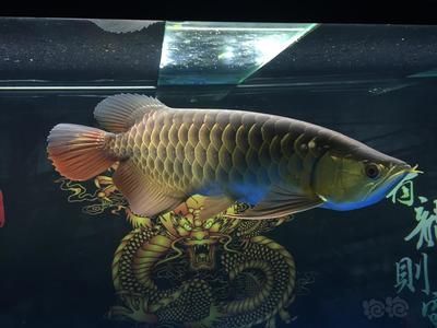 龍魚三年還能長嗎：三年后的龍魚還能繼續生長嗎，