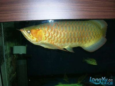 龍魚三年還能長嗎：三年后的龍魚還能繼續生長嗎，