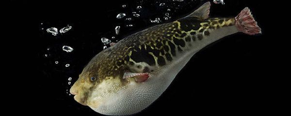龍魚的攻擊性主要體現在哪些方面？：龍魚攻擊性主要體現在以下幾個方面，它們的攻擊性可能會重新顯現