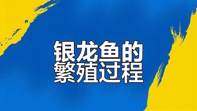 銀龍魚孵化小魚視頻教程