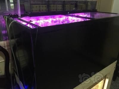 養龍魚是否需要使用殺菌燈，養龍魚是否需要使用殺菌燈嗎：養龍魚是否需要使用殺菌燈