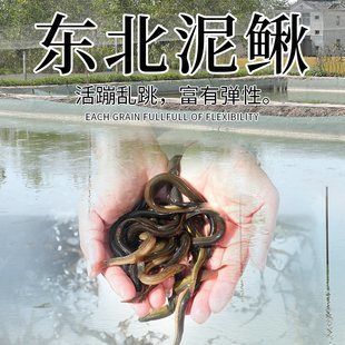 龍魚翻白肚怎么了：龍魚翻白肚怎么辦