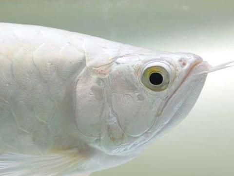 黃化龍魚是怎么來的（黃化龍魚的基因突變原理是什么黃化龍魚與其他品種的區別）
