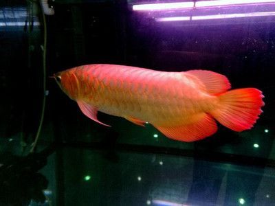 龍魚有小型的嗎：小型龍魚的飼養技巧