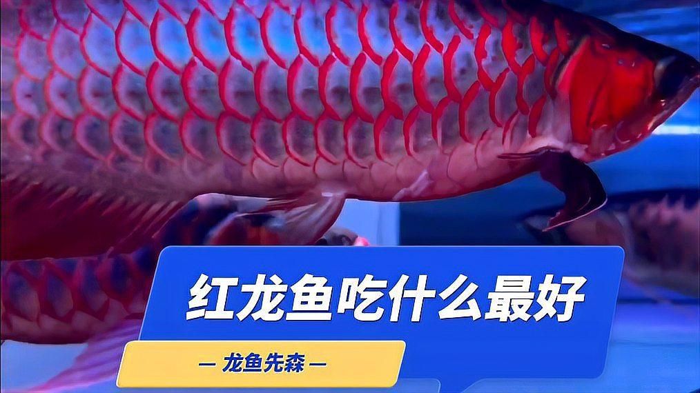 紅龍主食吃什么最好