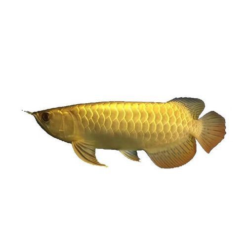 哪里可以購買到純種的星點龍魚？