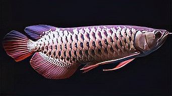 哪里可以購買到純種的星點龍魚？