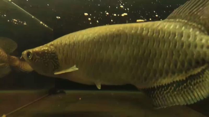 哪里可以購買到純種的星點龍魚？