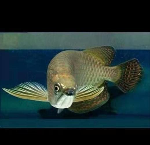 哪里可以購買到純種的星點龍魚？