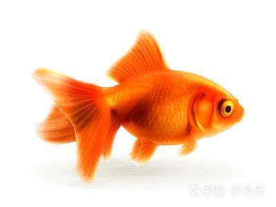 龍魚可以喂小金魚嗎（龍魚可以喂食小金魚嗎）