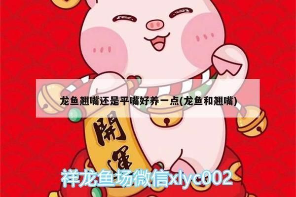 龍魚翹嘴好不好養活：翹嘴龍魚的飼養難度如何通過科學的飼養方法提高養殖成功幾率 龍魚翹嘴好不好養活：翹嘴龍魚的飼養難度如何通過科學的飼養方法提高養殖成功幾率 龍魚百科 第3張