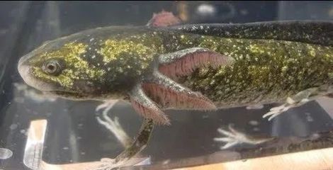 六角恐龍魚(yú)會(huì)生病嗎：六角恐龍魚(yú)水霉病的早期癥狀