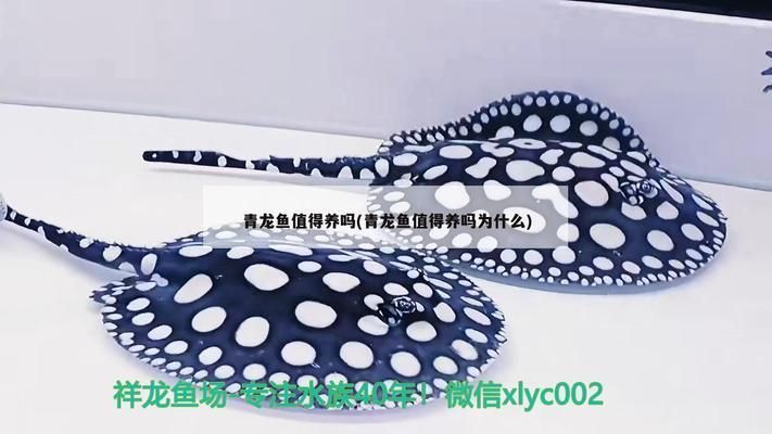 青龍魚有觀賞價值嗎為什么（青龍魚與其他魚類混養注意事項青龍魚飼養難度大嗎）