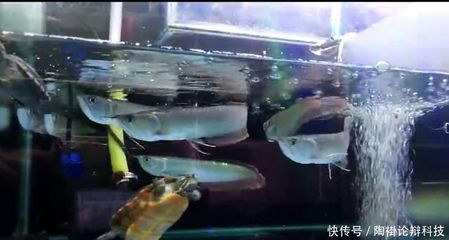 龍魚吃什么長得快：成龍階段的龍魚可以享受更多種類的食物和飼養注意事項
