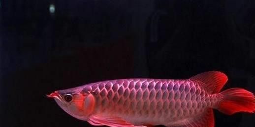 紅龍魚哪里買便宜 紅龍魚哪里買便宜 龍魚百科 第18張