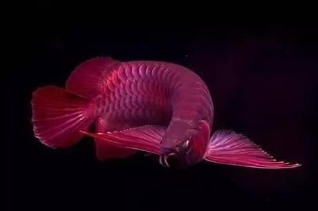 龍魚為什么會咬自己的尾巴呢圖片：龍魚為什么會咬自己的尾巴