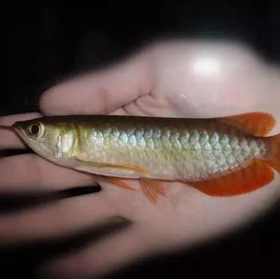 龍魚為什么會咬自己的尾巴呢圖片：龍魚為什么會咬自己的尾巴