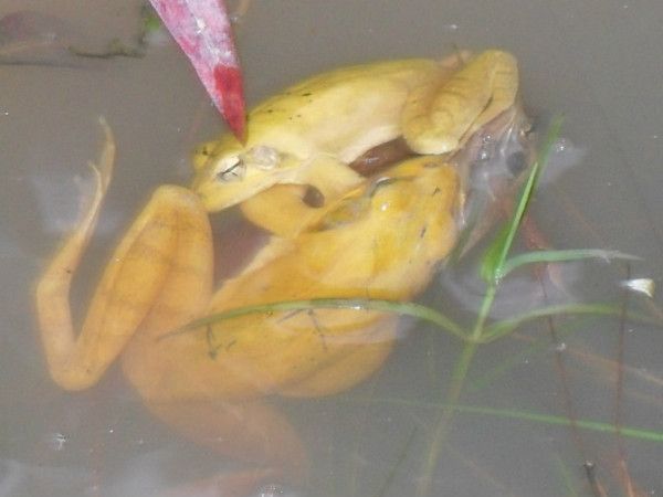 龍魚喂金蛙幾天喂一次：龍魚喂金蛙幾天喂一次，根據(jù)搜索結(jié)果