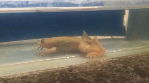 龍魚喂金蛙幾天喂一次：龍魚喂金蛙幾天喂一次，根據(jù)搜索結(jié)果