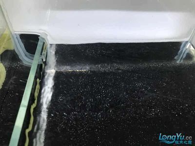 養龍魚換水換濾材周期（養龍魚的換水和更換濾材周期）