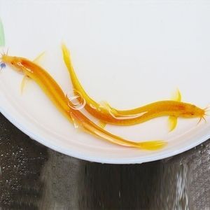 金龍魚吃泥鰍：金龍魚可以吃泥鰍嗎金龍魚吃泥鰍好不好