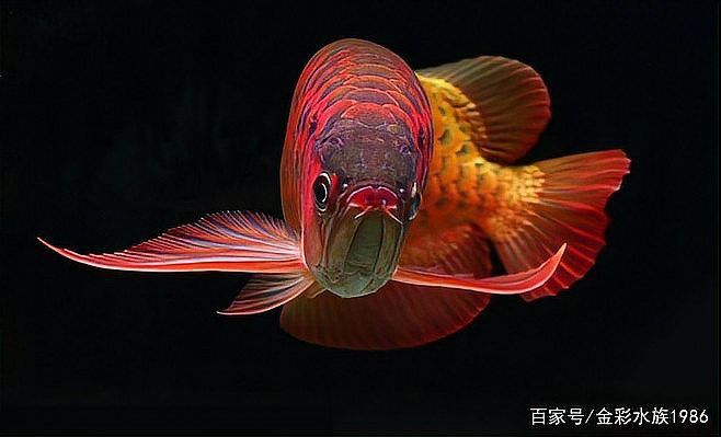 帶證書的紫焰血紅龍有何區(qū)別？