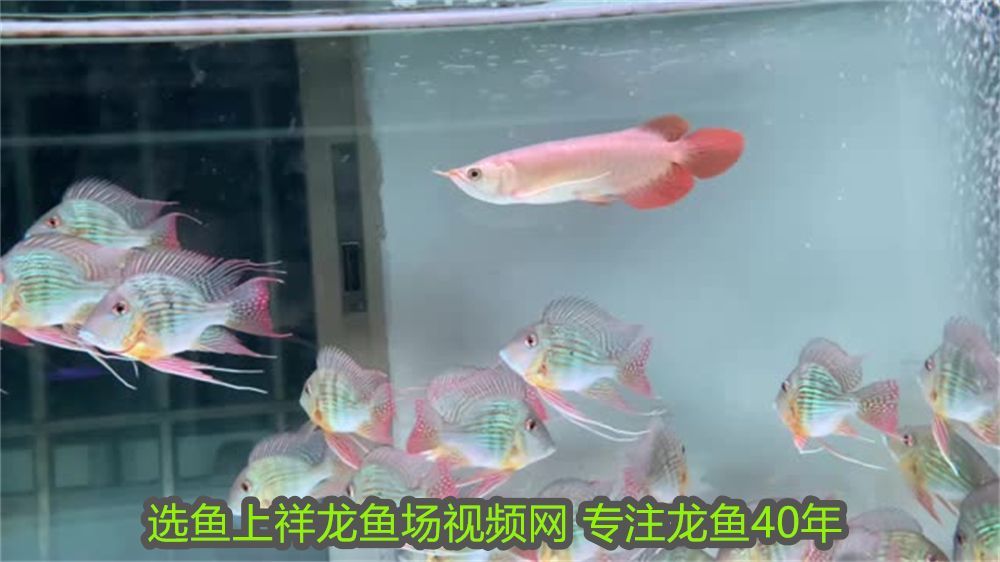 紅龍魚芯片證書查詢官網(wǎng)：紅龍魚芯片證書，保障珍稀魚種身份與價值的重要憑證