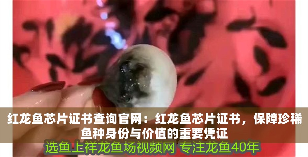 紅龍魚芯片證書查詢官網(wǎng)：紅龍魚芯片證書，保障珍稀魚種身份與價值的重要憑證