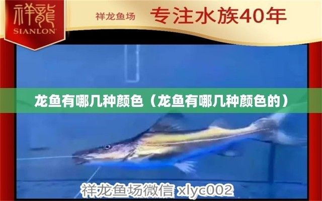 龍魚有哪幾種顏色的
