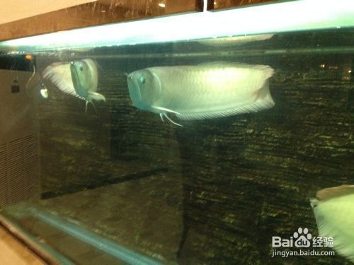 龍魚怎么飼養：飼養龍魚需要注意以下幾個方面，可以確保龍魚健康生長