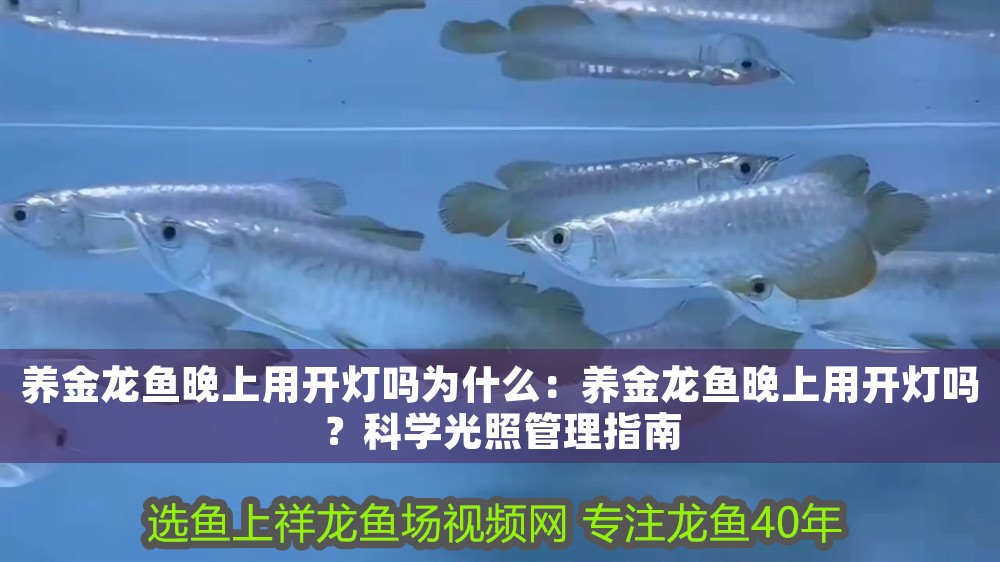 養金龍魚晚上用開燈嗎為什么：養金龍魚晚上用開燈嗎？科學光照管理指南