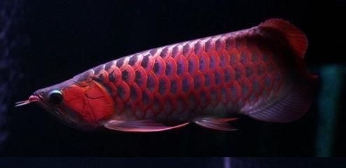 紅龍魚的生長速度有多快（關于紅龍魚生長速度的一些詳細信息）