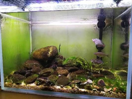 龍魚缸改原生缸：原生缸造景材料選擇，龍魚適宜水溫范圍，避免龍魚趴缸的方法