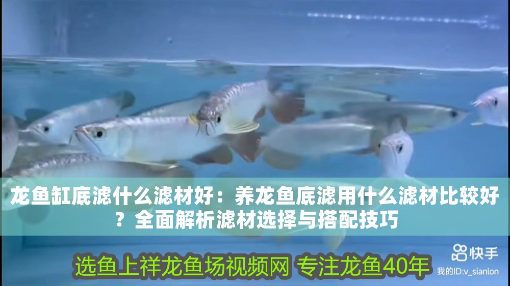 龍魚缸底濾什么濾材好：養龍魚底濾用什么濾材比較好？全面解析濾材選擇與搭配技巧