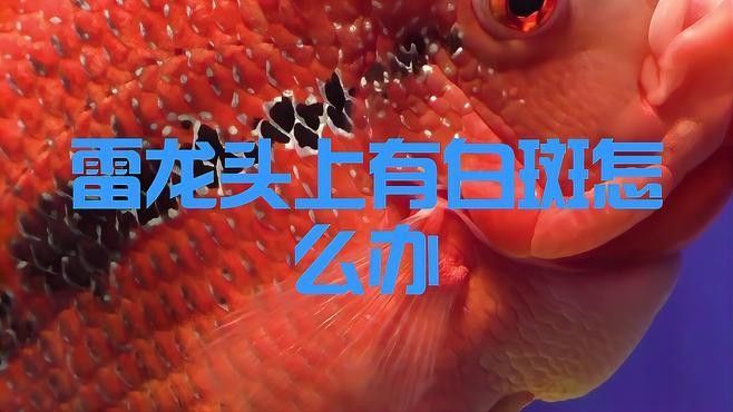 雷龍魚發(fā)白