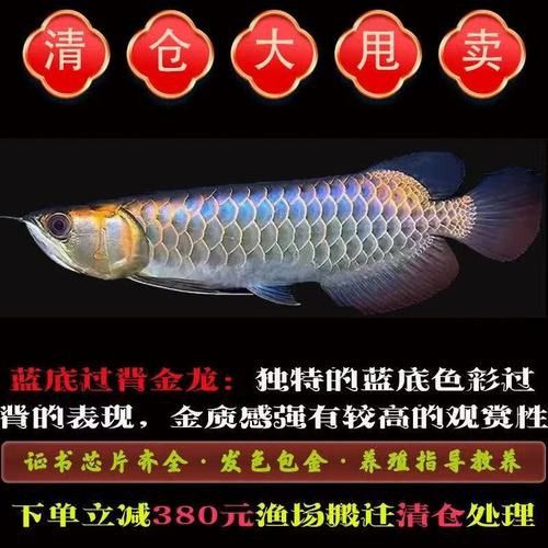 藍色的金龍魚多少一條啊圖片