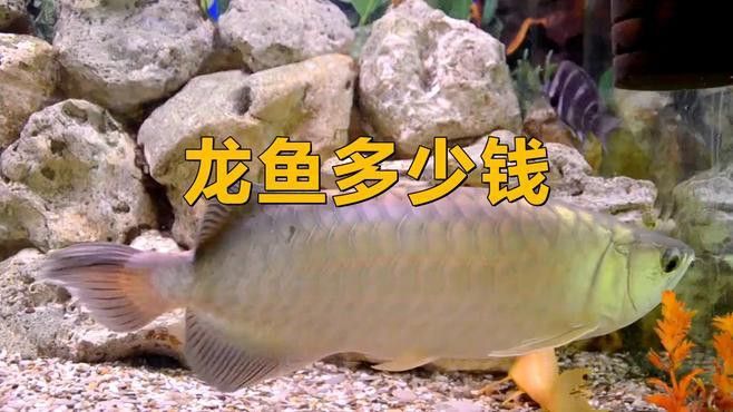 今年龍魚價格是漲了還是