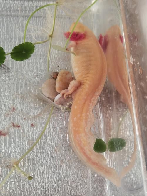 六角恐龍魚的圖片哎呀