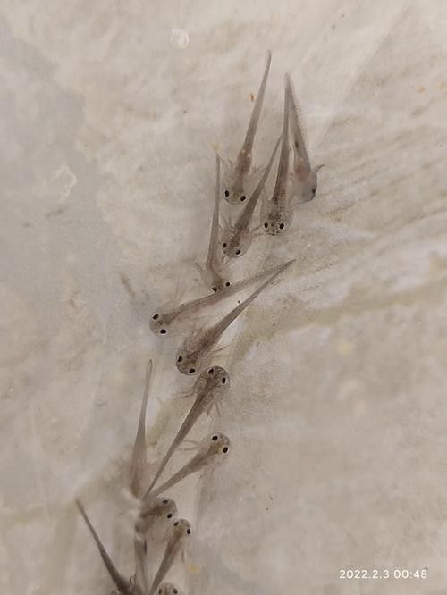 六角恐龍魚的圖片哎呀