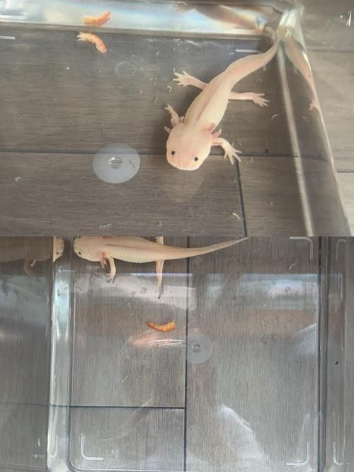 六角恐龍魚的圖片哎呀