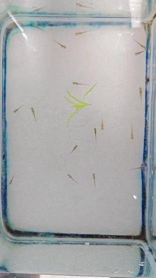 六角恐龍魚的圖片哎呀
