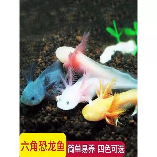 六角恐龍魚的圖片哎呀