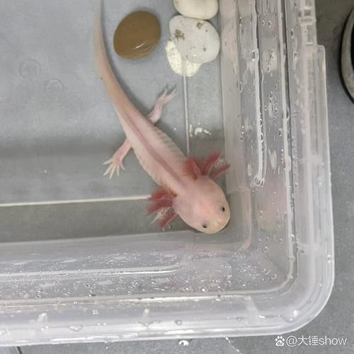 六角恐龍魚的圖片哎呀