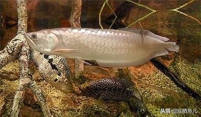 龍魚是食用魚嗎為什么（如何辨別龍魚的新鮮度）